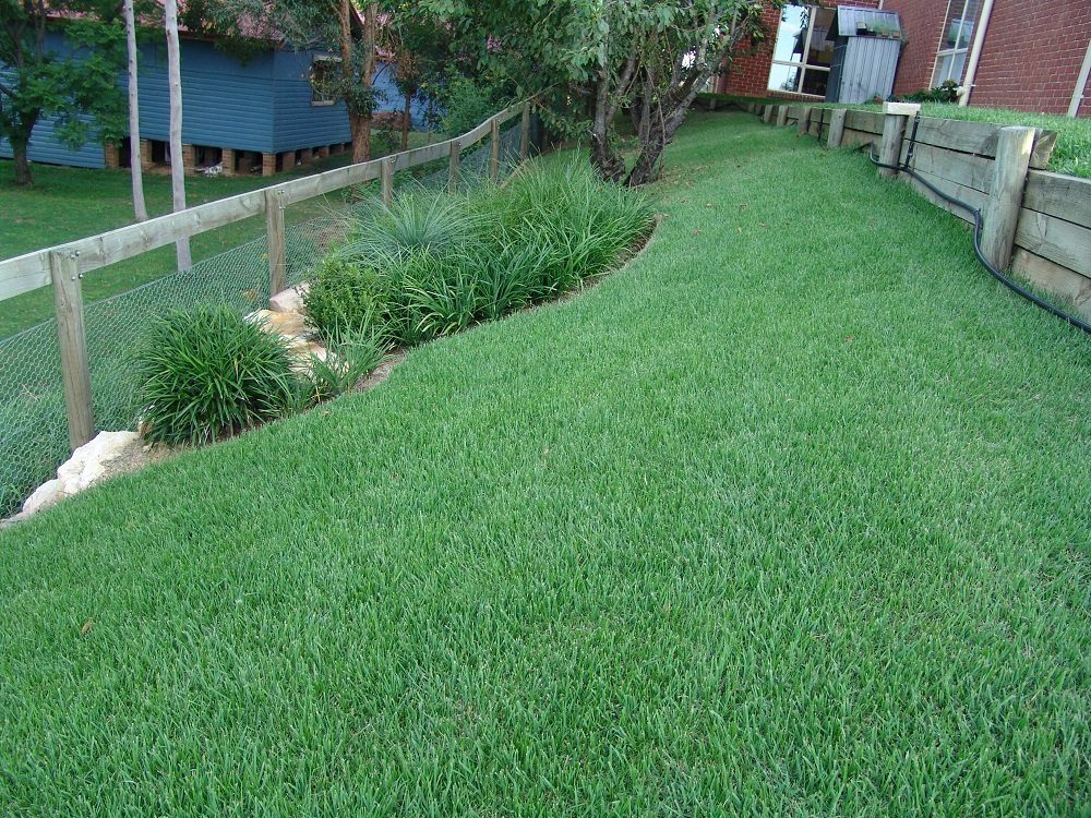 Empire Zoysia Grass 2