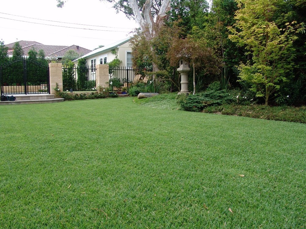 Empire Zoysia Grass 3 Glenview Turf