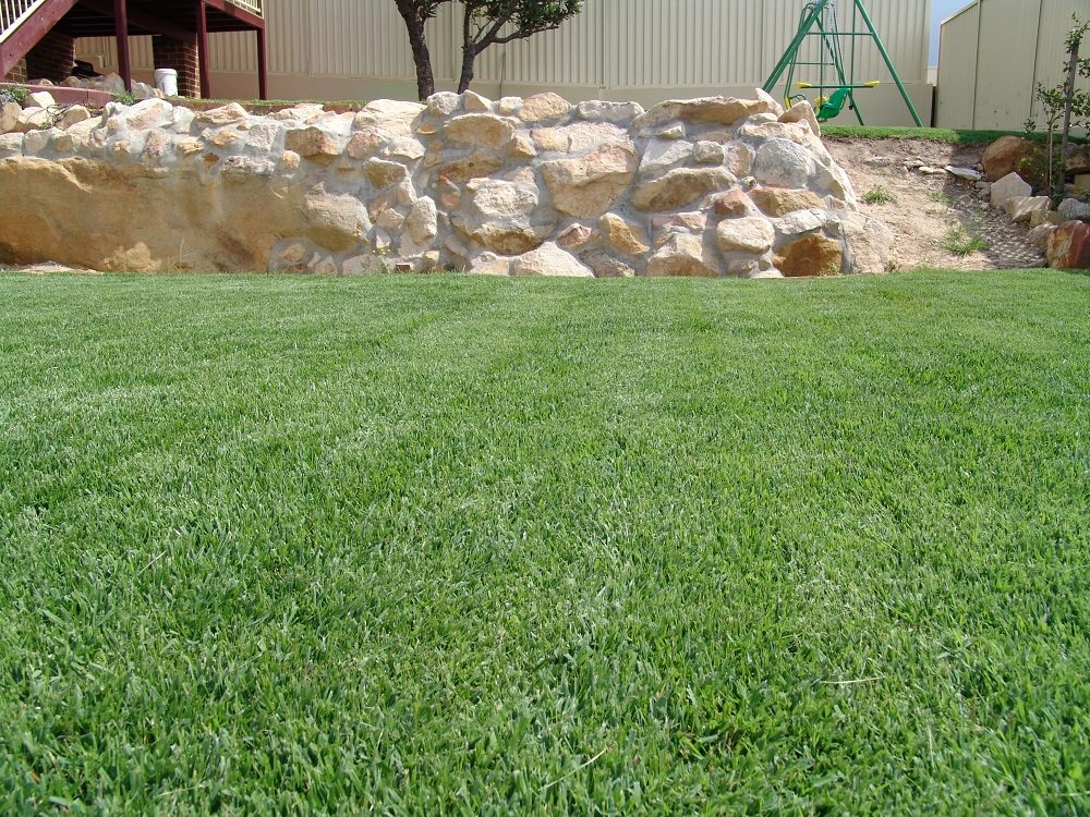 Empire Zoysia Grass 9 Glenview Turf
