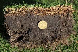 OzTuff Turf Grass 1
