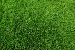 Nullarbor Couch Oz Tuff Grass