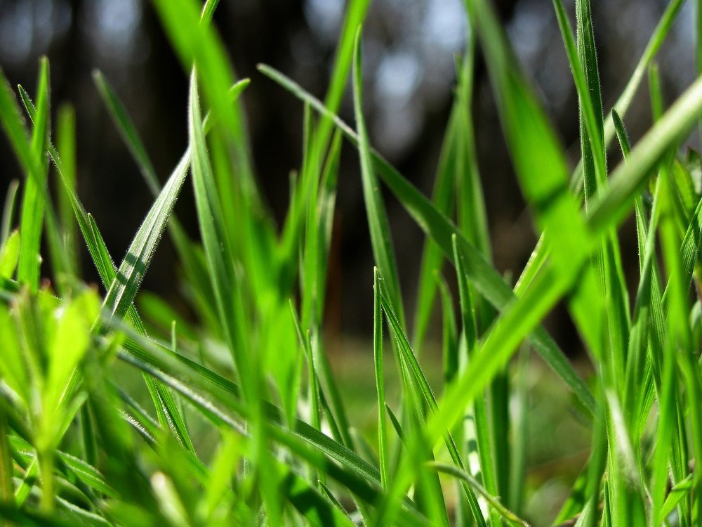 Empire Zoysia Turf Overview Glenview Turf