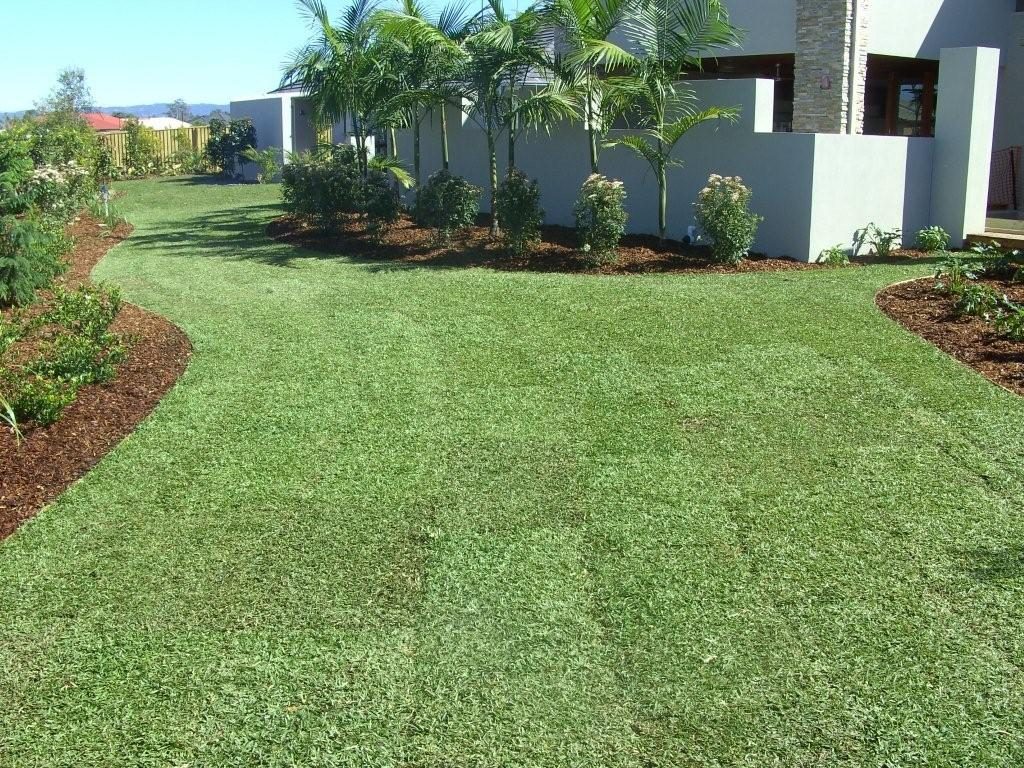 Sir Walter Buffalo Grass Glenview Turf