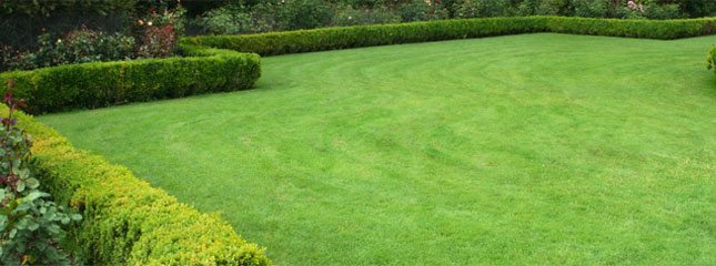 Wintergreen Couch Grass l