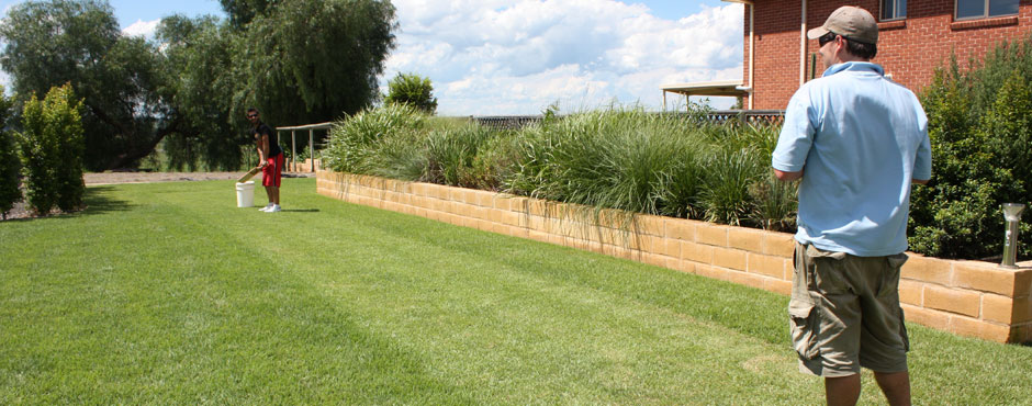 Empire Zoysia Grass turf Lawn Cricket content