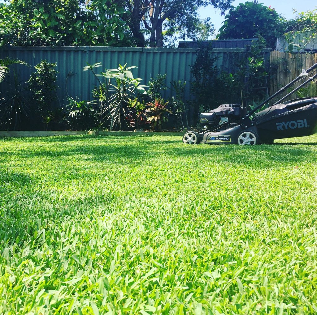Sir Walter Turf Grass Lawn Glenview Turf 55842741_438084960295310_4551161188968300544_n - Copy