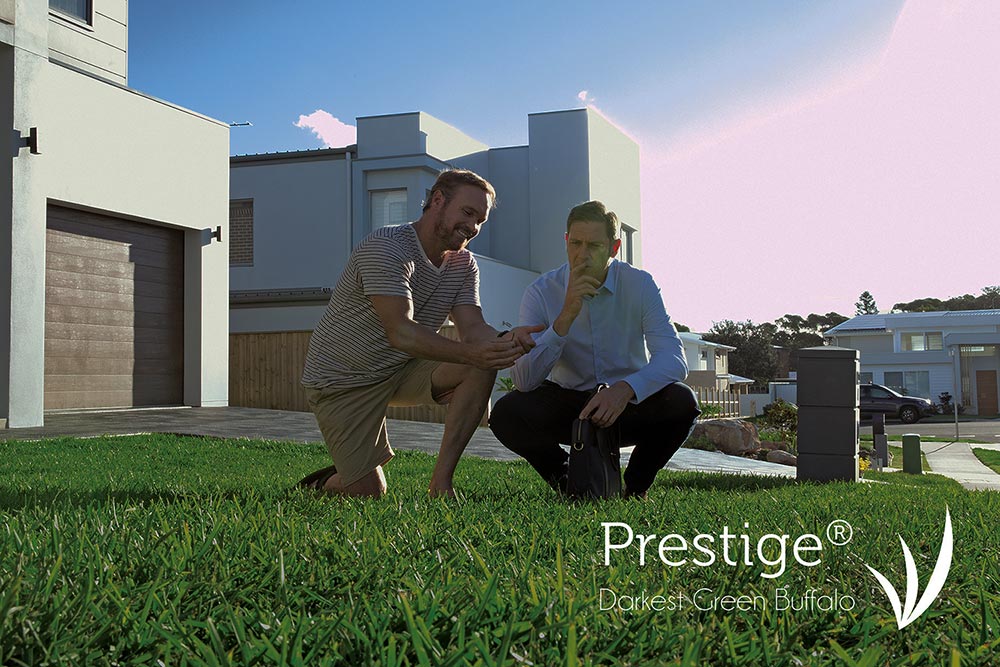 Prestige-Darkest-Green-Buffalo-Turf-Glenview-Turf
