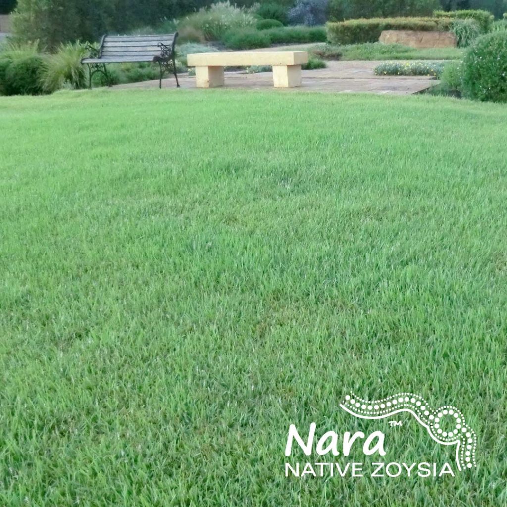Nara-Native-Zoysia-Image-w1hr - Glenview Turf