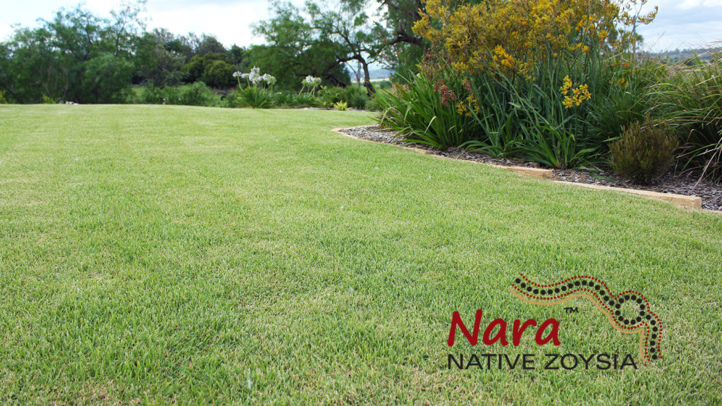 Nara-Native-Zoysia-Image-w2rr - Glenview Turf