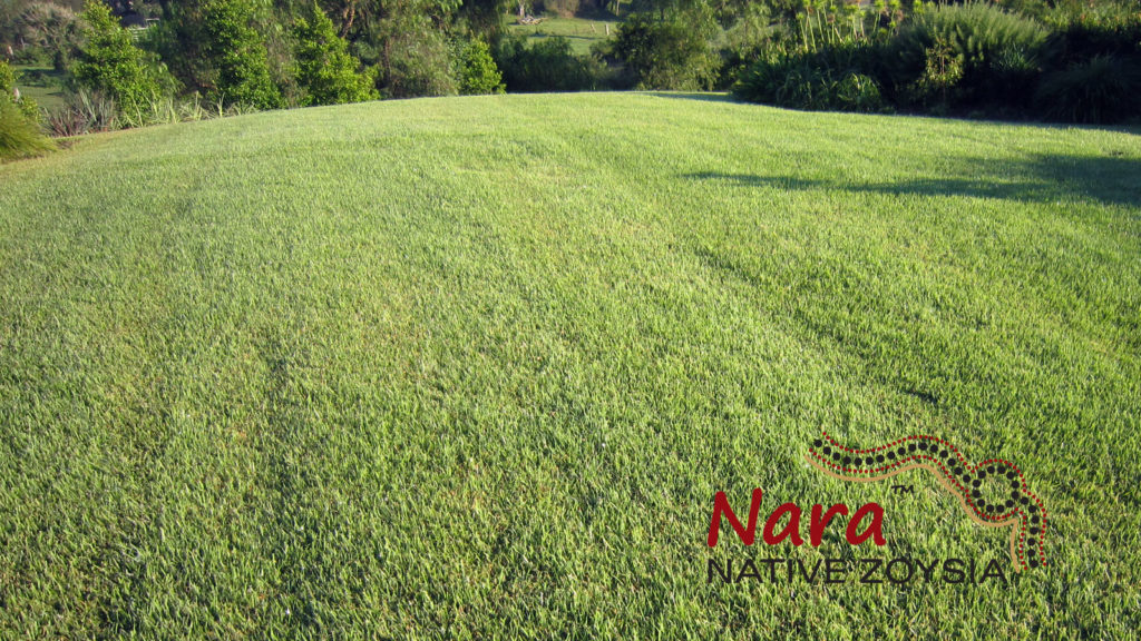 Nara-Native-Zoysia-Image-w3rr - Glenview Turf