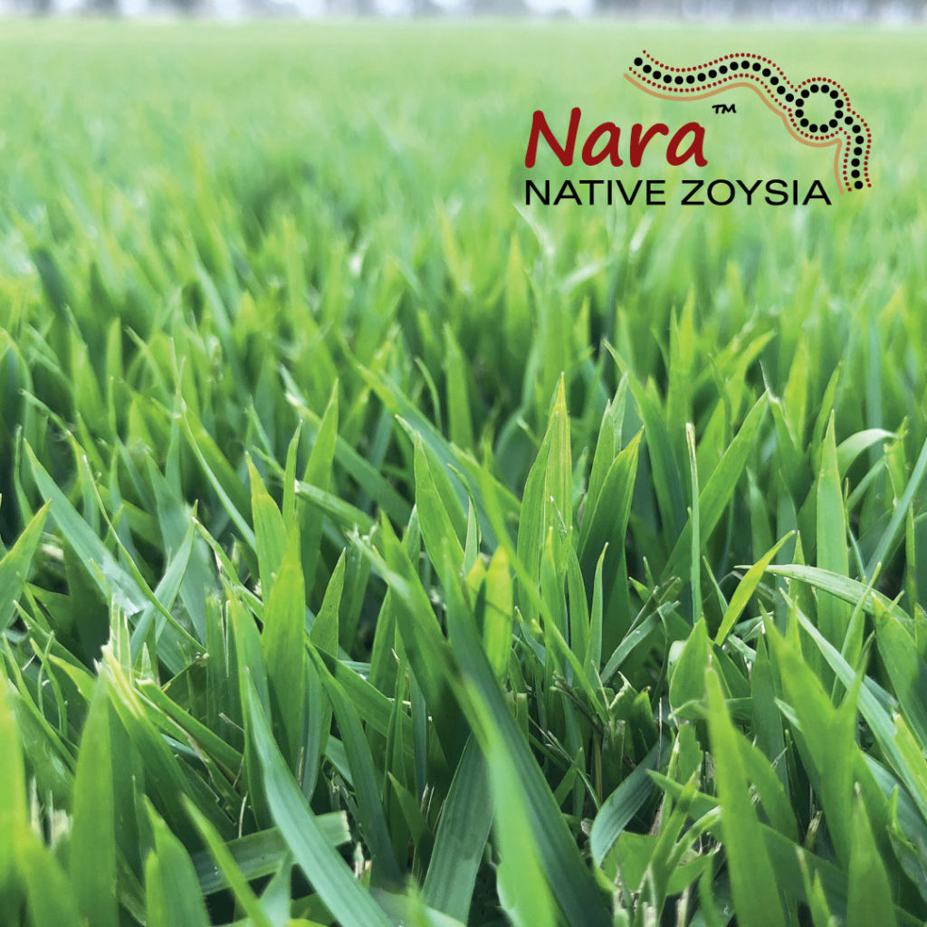 Nara Native Zoysia Turf close