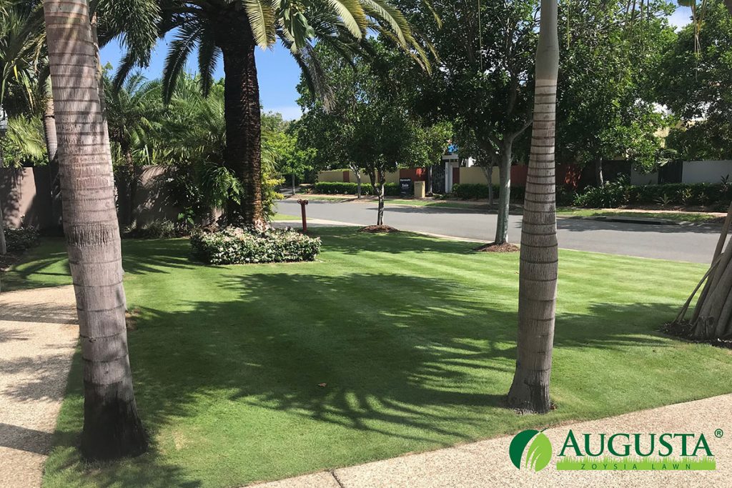 Augusta-Zoysia-Lawn-IMG_2094-1708-2-w - Glenview Turf